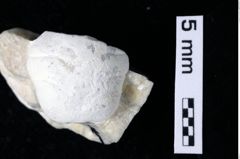 Foto (Detailansicht) von Goniodromites sp. (NHMW-GEO-1990-0041-0251)